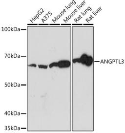 Western blot - ANGPTL3 Rabbit mAb (A5225)