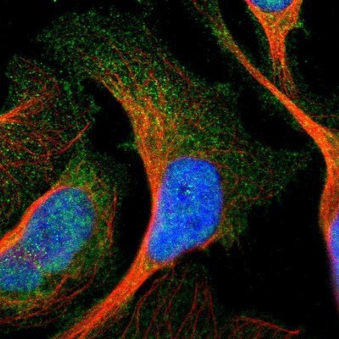 Immunocytochemistry/Immunofluorescence: RNF130 Antibody [NBP1-81858] - Staining of human cell line U-2 OS shows positivity in nucleus & cytoplasm.