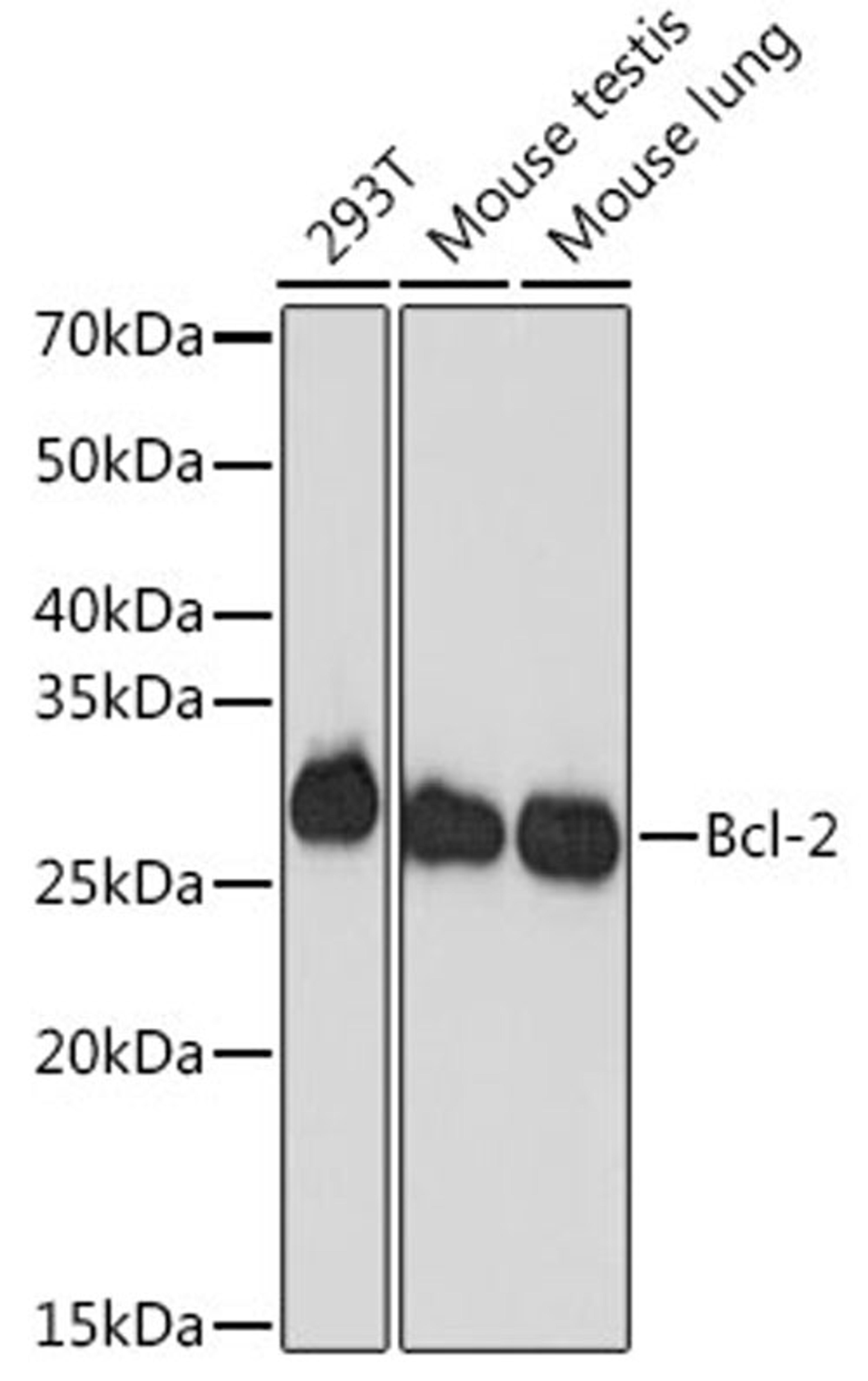 Western blot - Bcl-2 antibody (A19693)