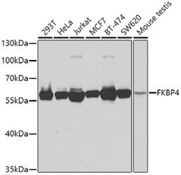 Western blot - FKBP4 antibody (A5643)