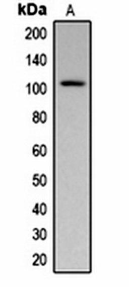 Western blot analysis of  Maize (Lane1) whole cell lysates using Pepsinogen C antibody