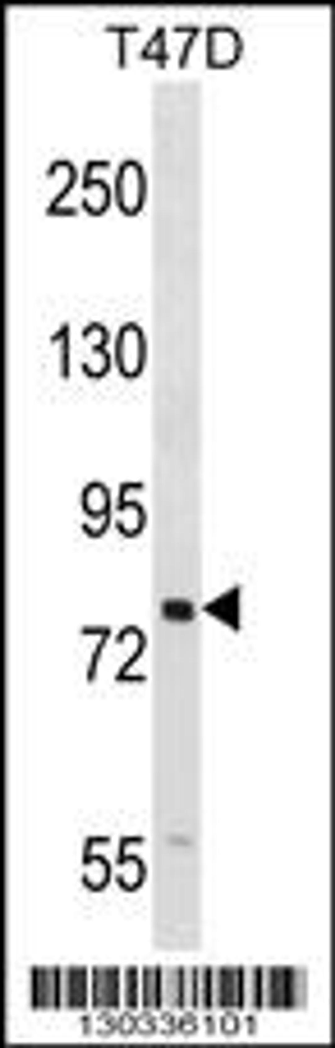 Western blot analysis in T47D cell line lysates (35ug/lane).