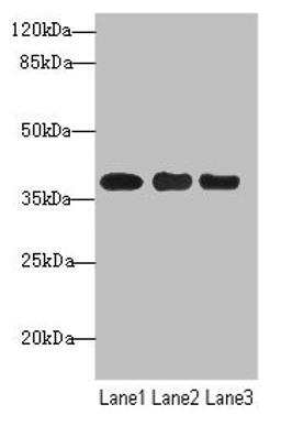 Western blot. All lanes: UBE2Z antibody at 1.68µg/ml. Lane 1: MCF-7 whole cell lysate. Lane 2: HepG2 whole cell lysate. Lane 3: Hela whole cell lysate. Secondary. Goat polyclonal to rabbit IgG at 1/10000 dilution. Predicted band size: 39, 29 kDa. Observed band size: 39 kDa