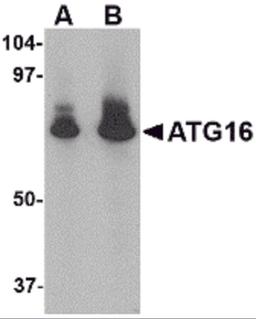 Western blot analysis of ATG16 in HeLa cell lysate with ATG16 antibody at (A) 1 and (B) 2 μg/mL.