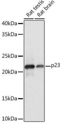 Western blot - p23 Rabbit mAb (A5194)