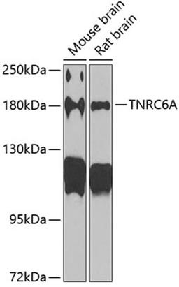 Western blot - TNRC6A antibody (A6115)