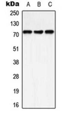 Western blot analysis of A549 (Lane 1), HeLa (Lane 2), Raw264.7 (Lane 3) whole cell lysates using SHPTP2 (phospho-Y542) antibody