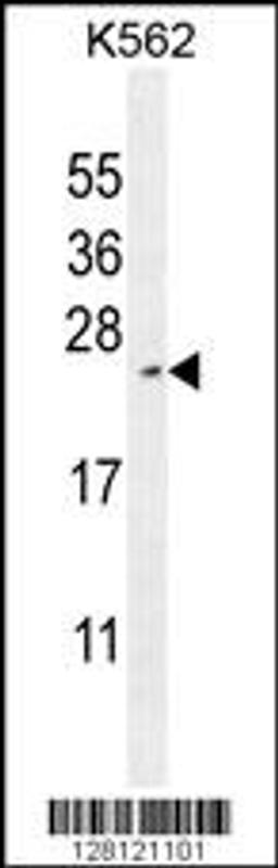 Western blot analysis in K562 cell line lysates (35ug/lane).