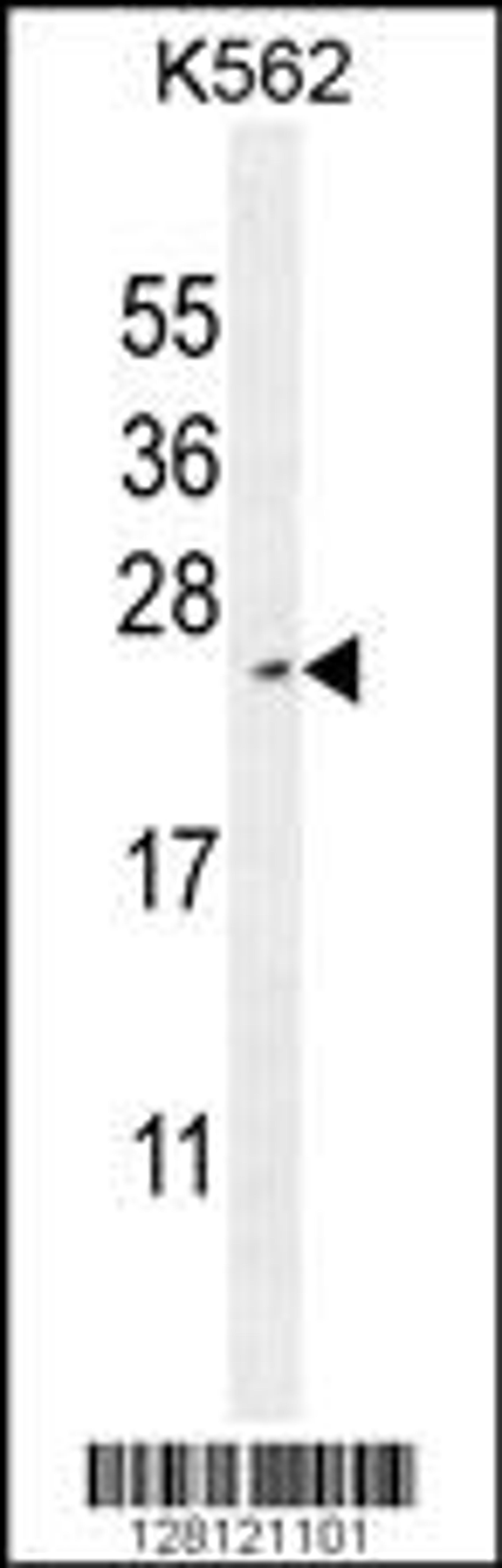 Western blot analysis in K562 cell line lysates (35ug/lane).