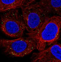 Immunoblotting: VPS26 Antibody (CL2287) [NBP2-36754] -  Staining in U2OS cell line with Anti-VSP26A monoclonal antibody, showing distinct staining of endosomes in green. Microtubule- and nuclear probes are visualized in red and blue respectively (where available). Antibody staining is shown in green.