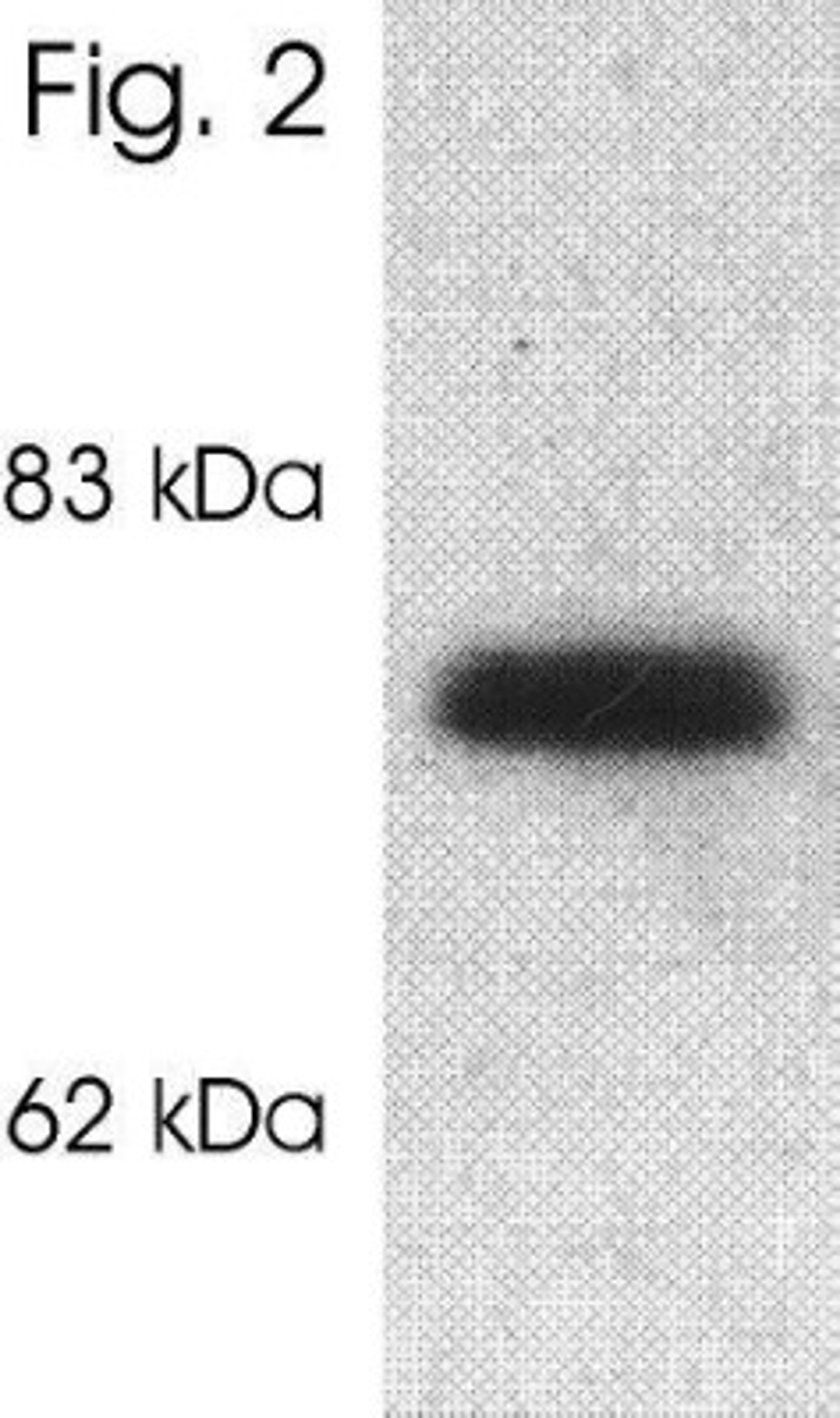 Western Blot: SLC24A2 Antibody [NB300-600] - Analysis of rat brain.