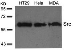 Western blot analysis of lysed extracts from HT29, HeLa and MDA cells using Src (Ab-529).