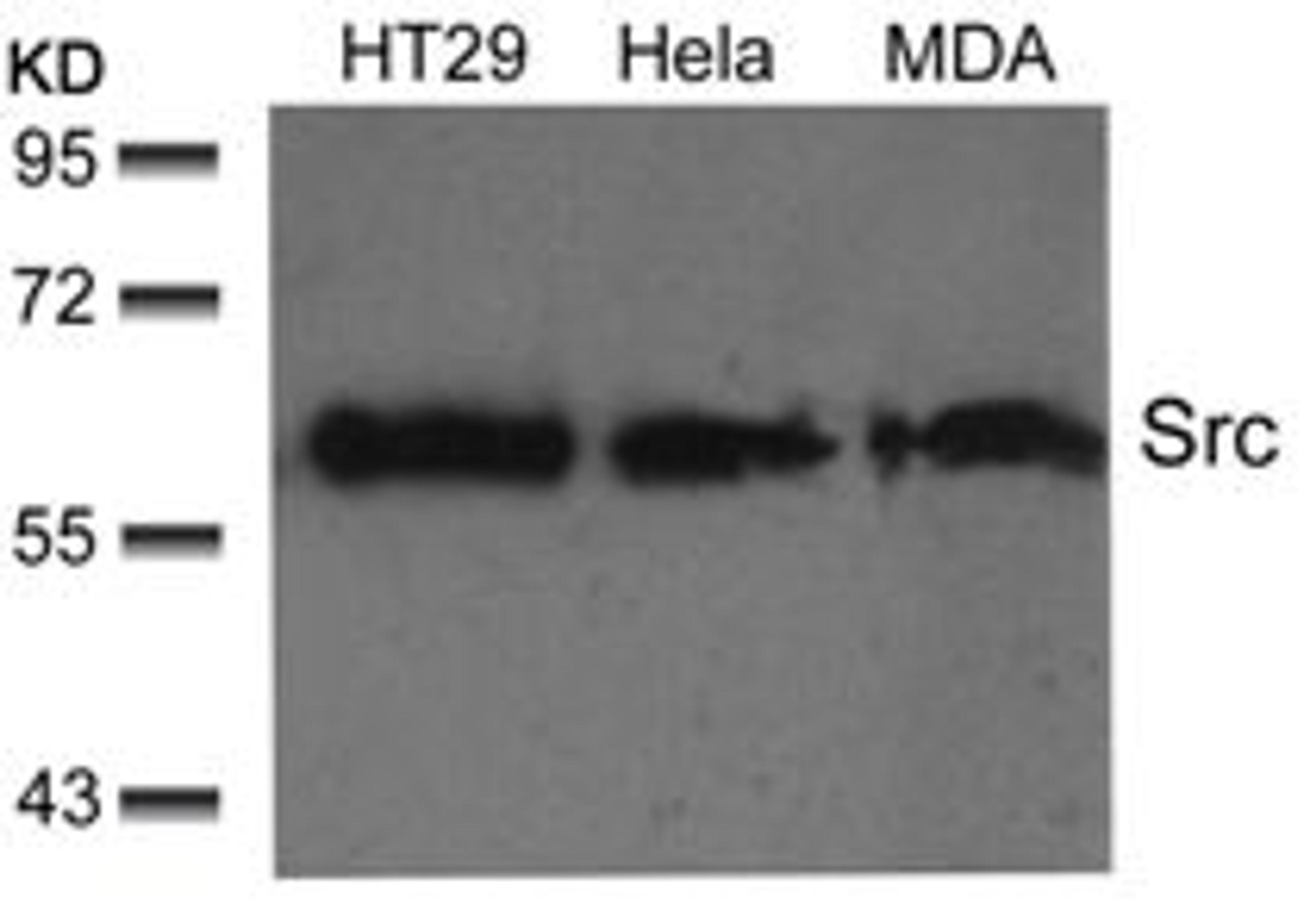 Western blot analysis of lysed extracts from HT29, HeLa and MDA cells using Src (Ab-529).