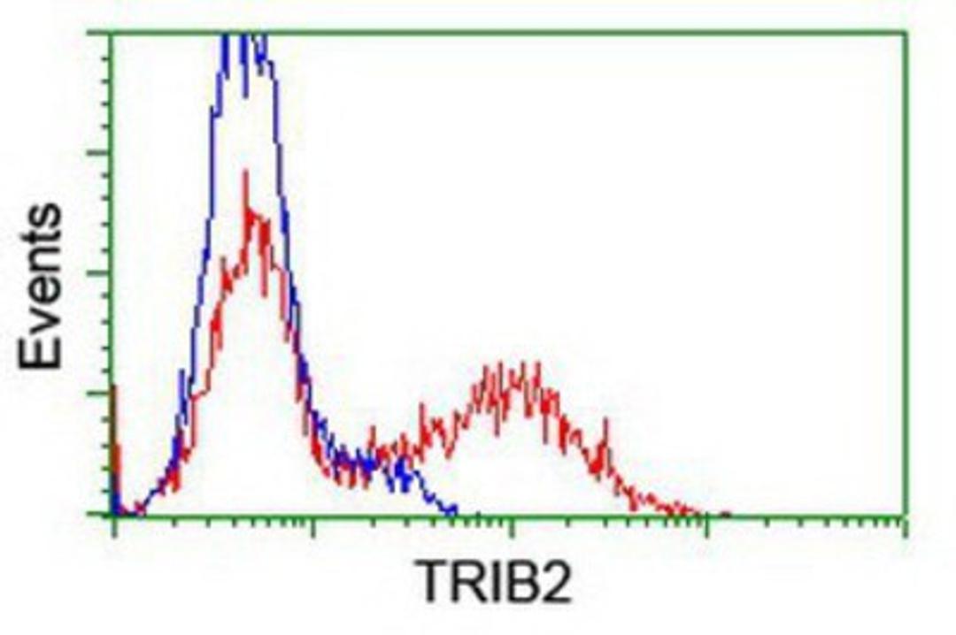 Flow Cytometry: TRIB2 Antibody (8D11) [NBP1-48030] - HEK293T cells transfected with either overexpression plasmid (Red) or empty vector control plasmid (Blue) were immunostained by anti-TRIB2 antibody, and then analyzed by flow cytometry.