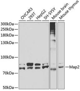 Western blot - Map2 antibody (A3278)