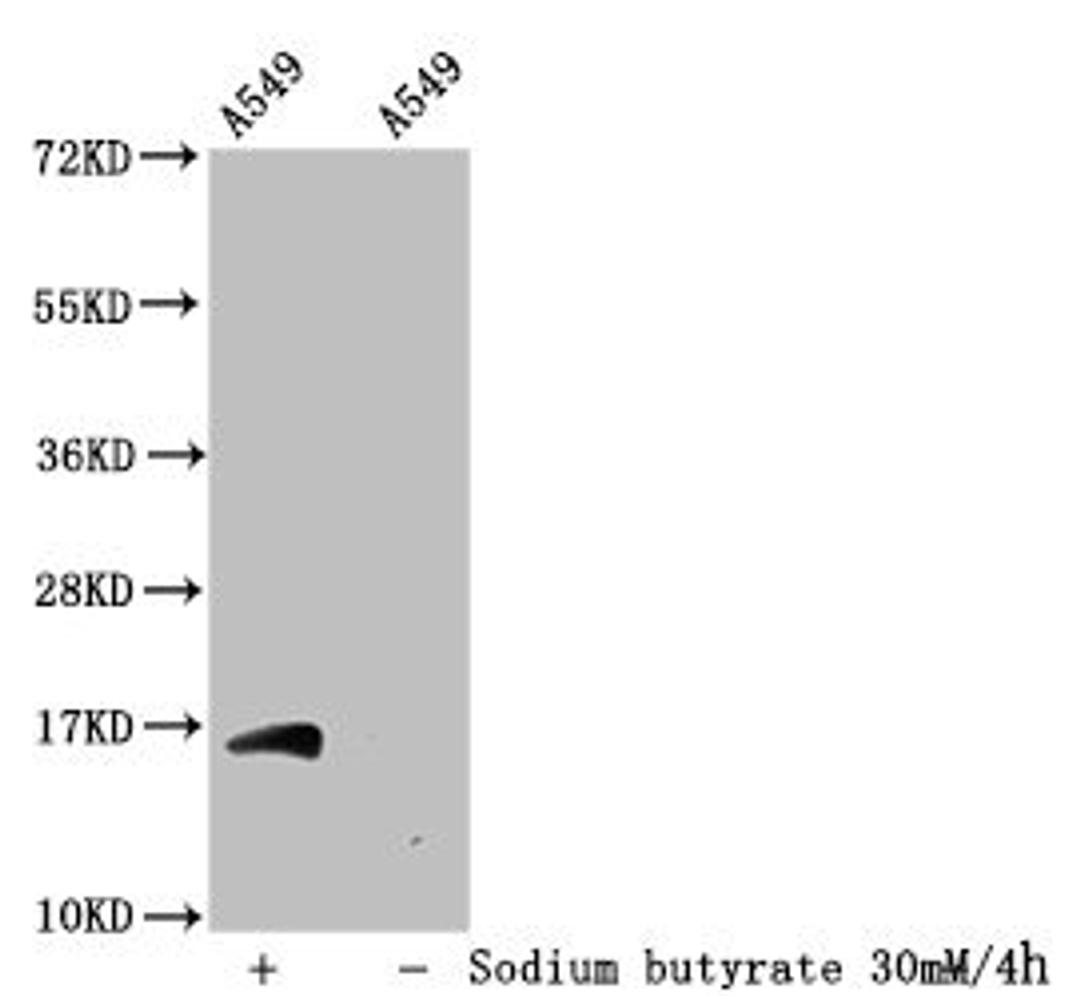 Western Blot. Detected samples: A549 whole cell lysate; Untreated (-) or treated (+) with 30mM sodium butyrate for 4h. All lanes: HIST1H3A antibody at 1:100. Secondary. Goat polyclonal to rabbit IgG at 1/50000 dilution. Predicted band size: 16 kDa. Observed band size: 16 kDa