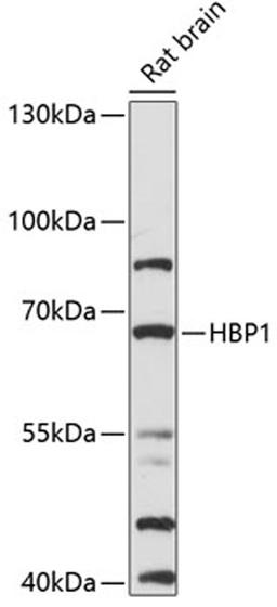 Western blot - HBP1 antibody (A14672)