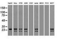 Western Blot: Neurogenin 1 Antibody (3F9) [NBP1-47871] Analysis of extracts (35ug) from 9 different cell lines by using anti-Neurogenin 1 monoclonal antibody.