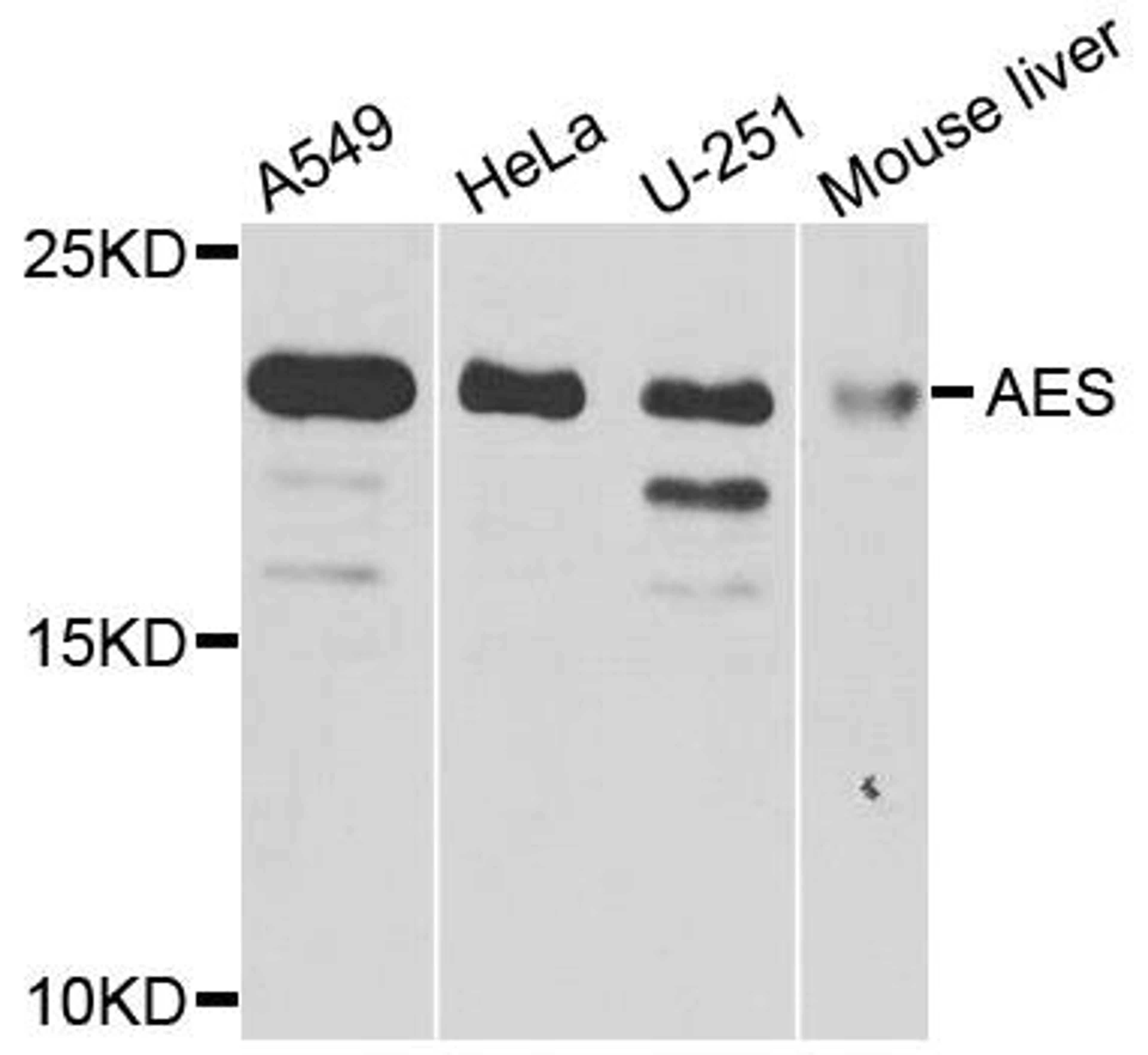 Western blot analysis of extracts of various cells using AES antibody