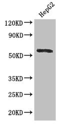 Western Blot. Positive WB detected in: HepG2 whole cell lysate. All lanes: DDX6 antibody at 2.8µg/ml. Secondary. Goat polyclonal to rabbit IgG at 1/50000 dilution. Predicted band size: 55 kDa. Observed band size: 55 kDa