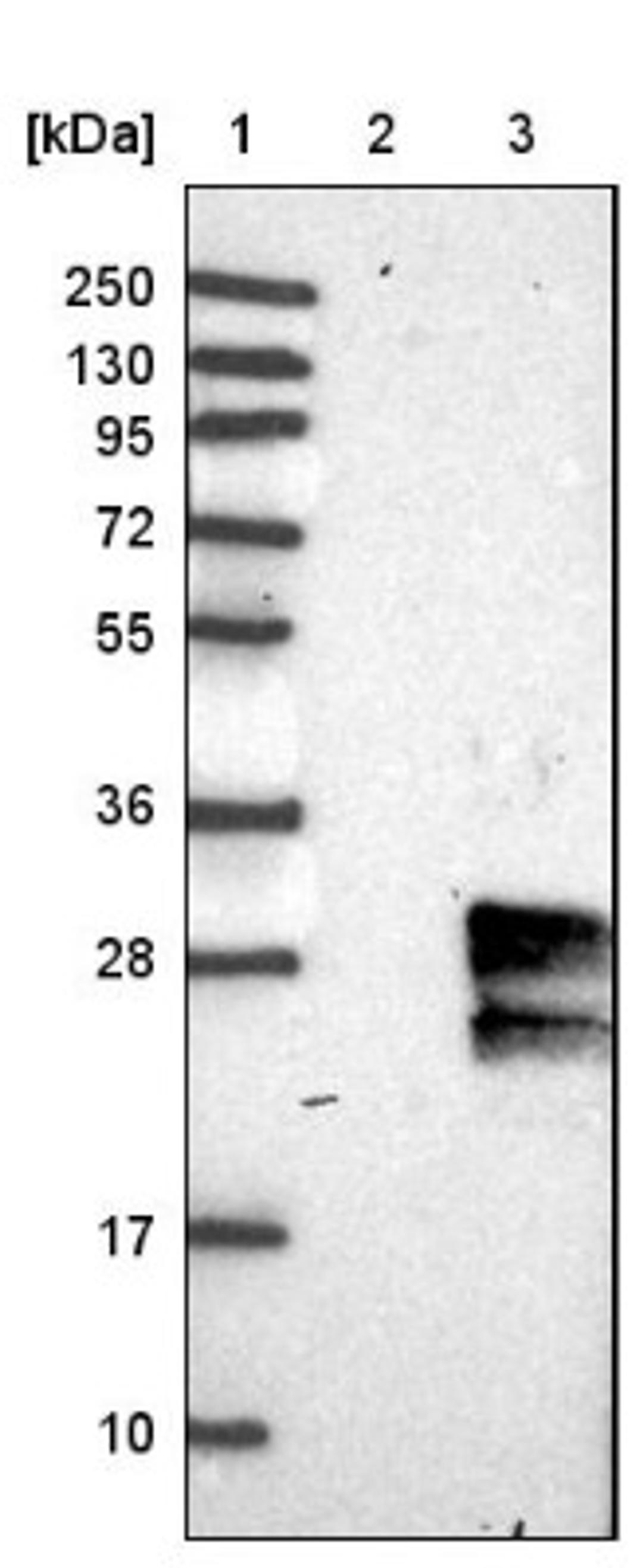 Western Blot: GIMAP2 Antibody [NBP1-85071] - Lane 1: Marker [kDa] 250, 130, 95, 72, 55, 36, 28, 17, 10<br/>Lane 2: Negative control (vector only transfected HEK293T lysate)<br/>Lane 3: Over-expression lysate (Co-expressed with a C-terminal myc-DDK tag (~3.1 kDa) in mammalian HEK293T cells, LY414421)