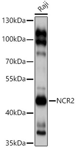 Western blot - NCR2 antibody (A3657)