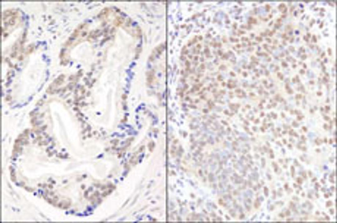 Detection of human and mouse EFTUD2/SNRP116 by immunohistochemistry.