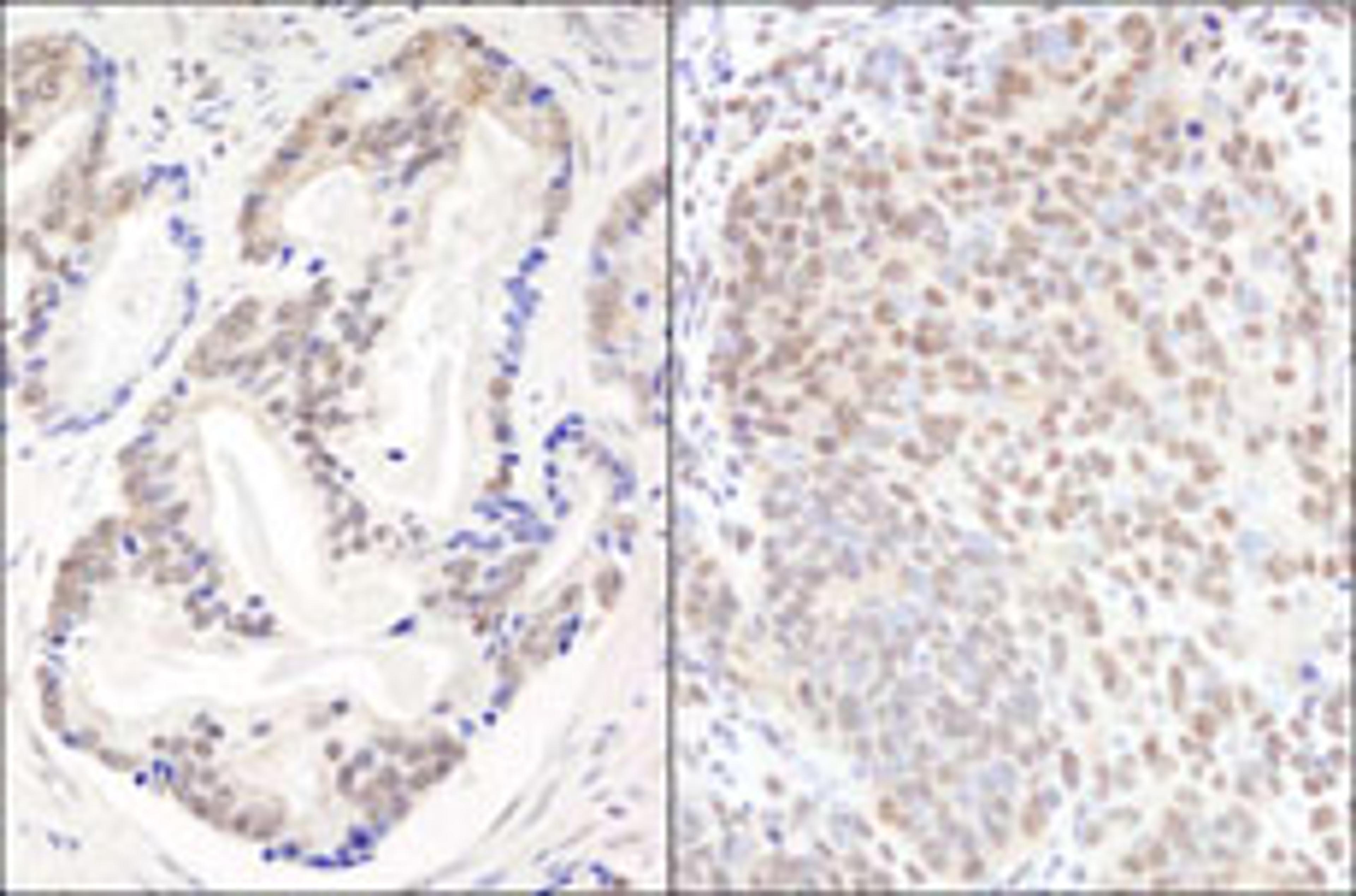 Detection of human and mouse EFTUD2/SNRP116 by immunohistochemistry.