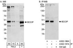 Detection of human BCCIP by western blot and immunoprecipitation.