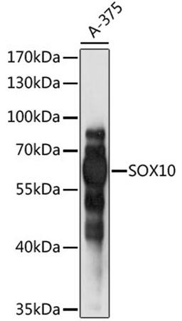 Western blot - SOX10 antibody (A15100)