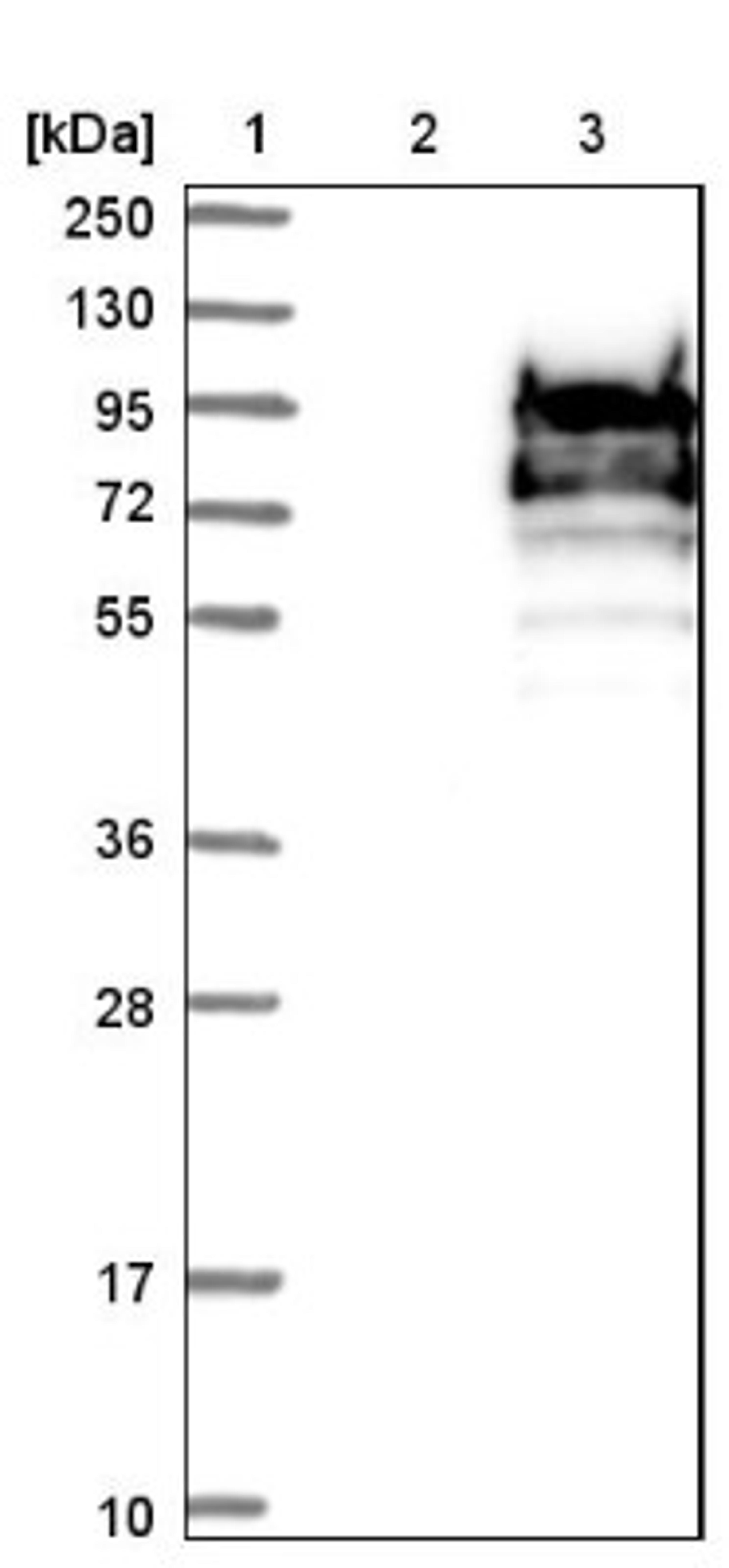 Western Blot: Macrophage Inflammatory Protein 5 Antibody [NBP1-80957] - Lane 1: Marker [kDa] 250, 130, 95, 72, 55, 36, 28, 17, 10<br/>Lane 2: Negative control (vector only transfected HEK293T lysate)<br/>Lane 3: Over-expression lysate (Co-expressed with a C-terminal myc-DDK tag (~3.1 kDa) in mammalian HEK293T cells, LY412474)