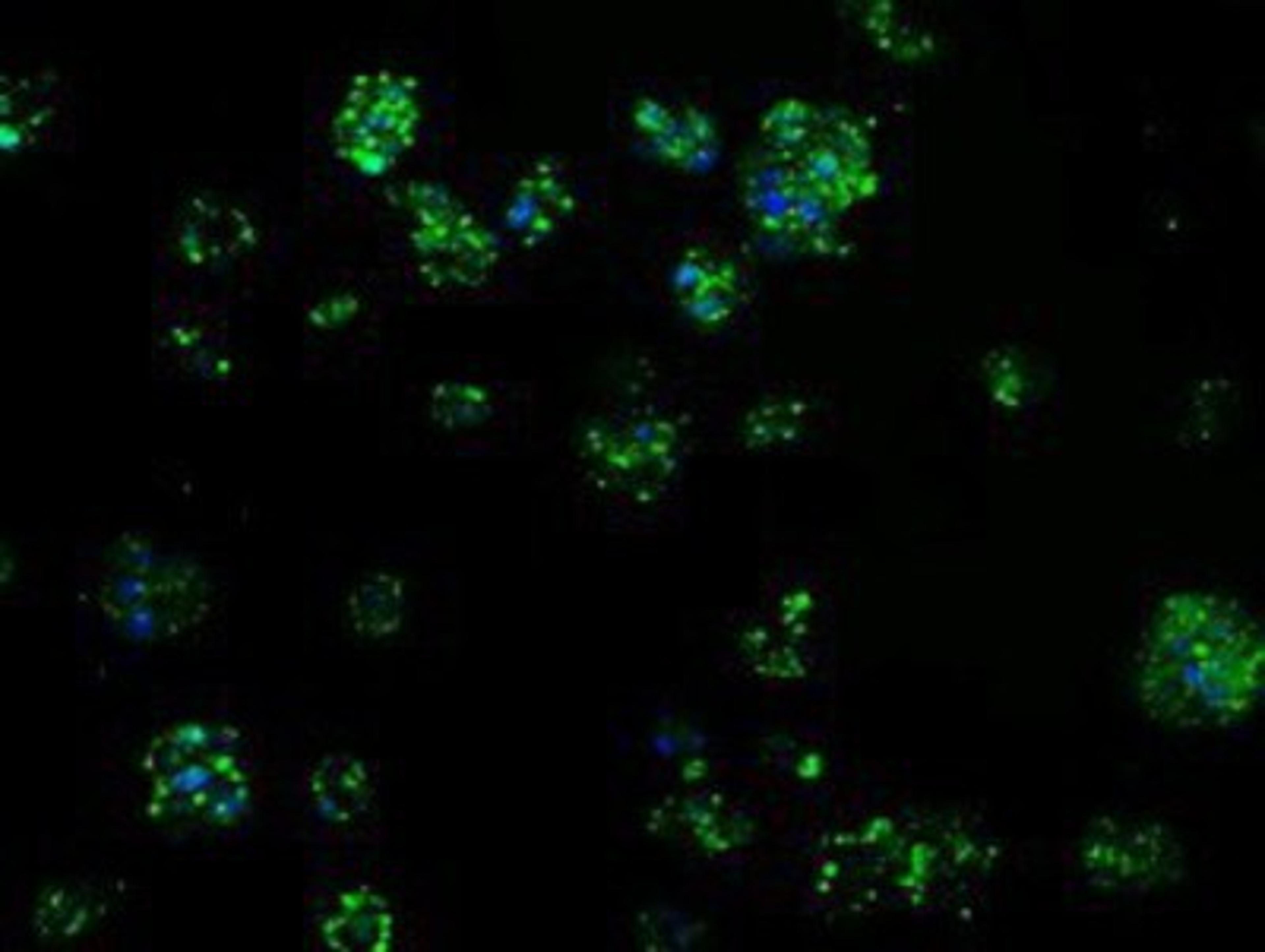 Immunocytochemistry/Immunofluorescence: TPMT Antibody (2A2) [NBP2-02356] - Immunofluorescent staining of HepG2 cells using anti-TPMT mouse monoclonal antibody.