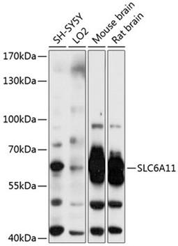 Western blot - SLC6A11 antibody (A11702)