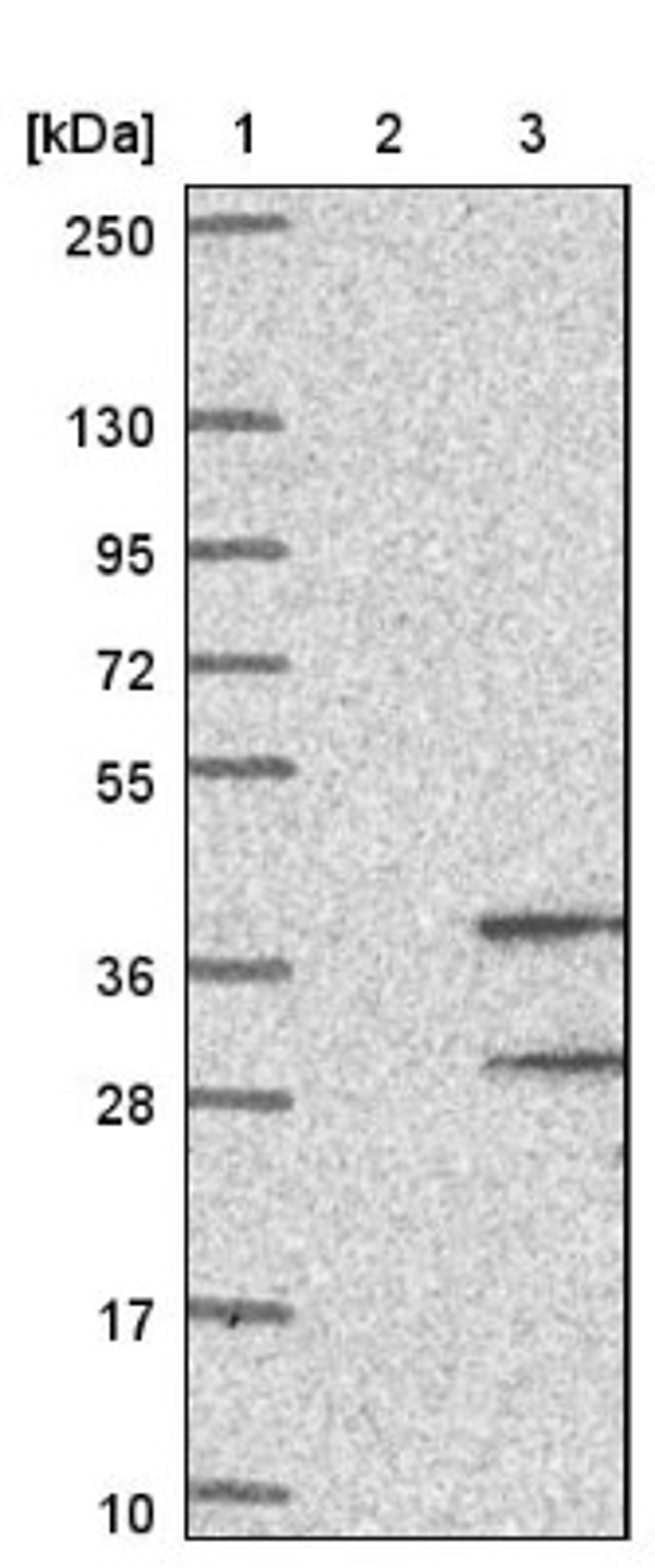 Western Blot: OR8S1 Antibody [NBP1-92232] - Lane 1: Marker [kDa] 250, 130, 95, 72, 55, 36, 28, 17, 10<br/>Lane 2: Negative control (vector only transfected HEK293T lysate)<br/>Lane 3: Over-expression lysate (Co-expressed with a C-terminal myc-DDK tag (~3.1 kDa) in mammalian HEK293T cells, LY423797)