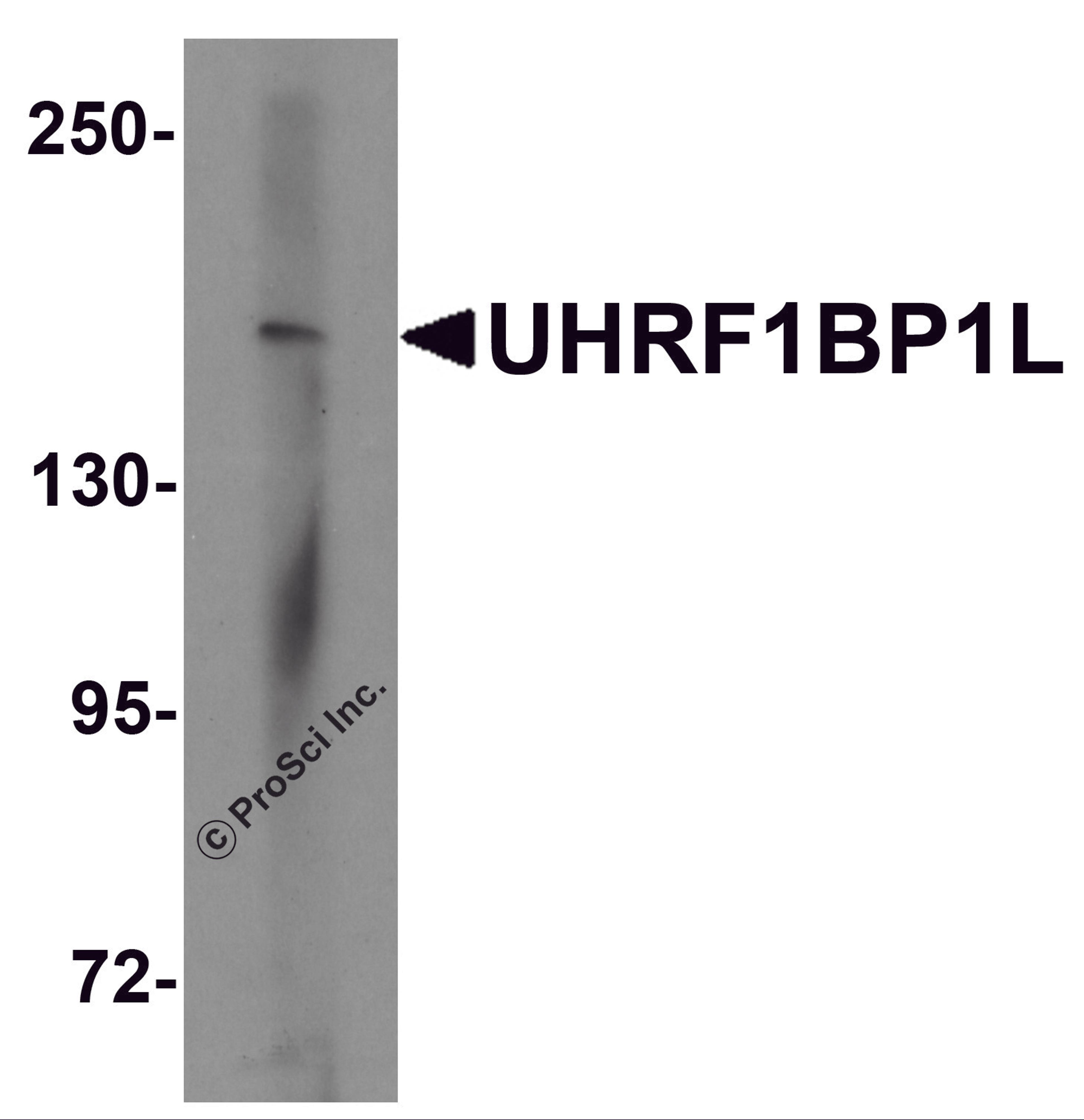 Western blot analysis of UHRF1BP1L in mouse brain tissue lysate with UHRF1BP1L antibody at 1 &#956;g/mL