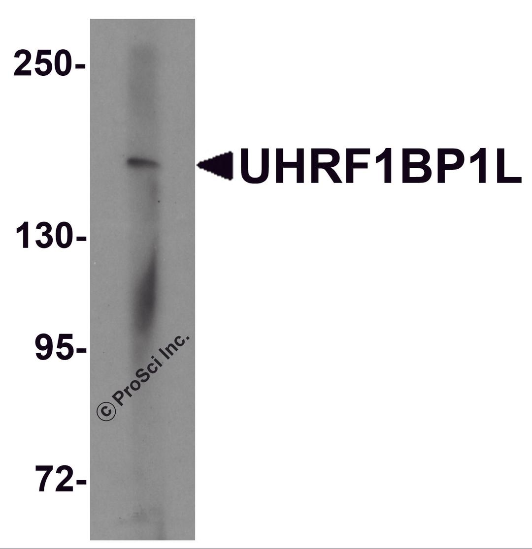 Western blot analysis of UHRF1BP1L in mouse brain tissue lysate with UHRF1BP1L antibody at 1 μg/mL