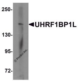 Western blot analysis of UHRF1BP1L in mouse brain tissue lysate with UHRF1BP1L antibody at 1 μg/mL