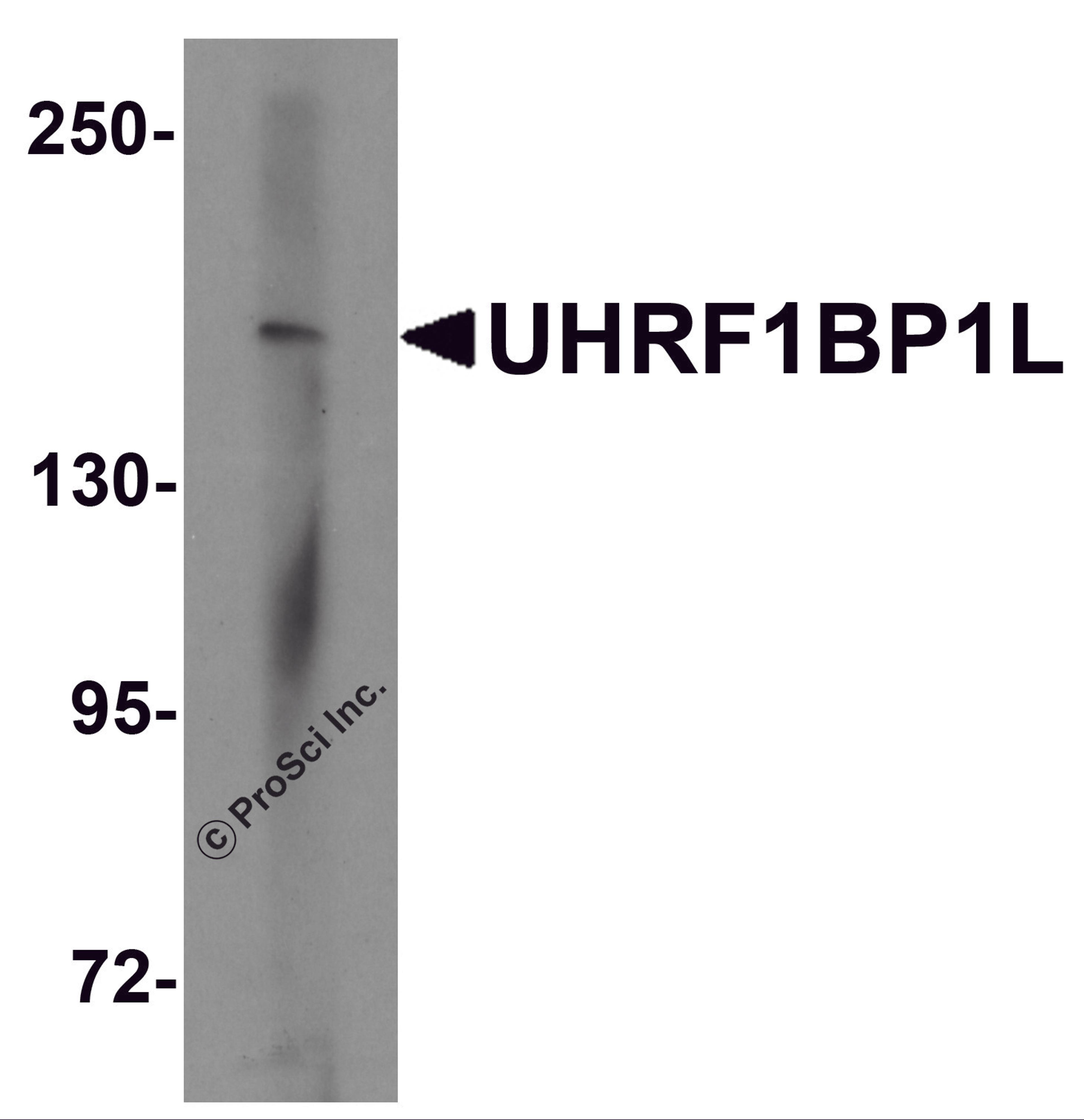 Western blot analysis of UHRF1BP1L in mouse brain tissue lysate with UHRF1BP1L antibody at 1 μg/mL