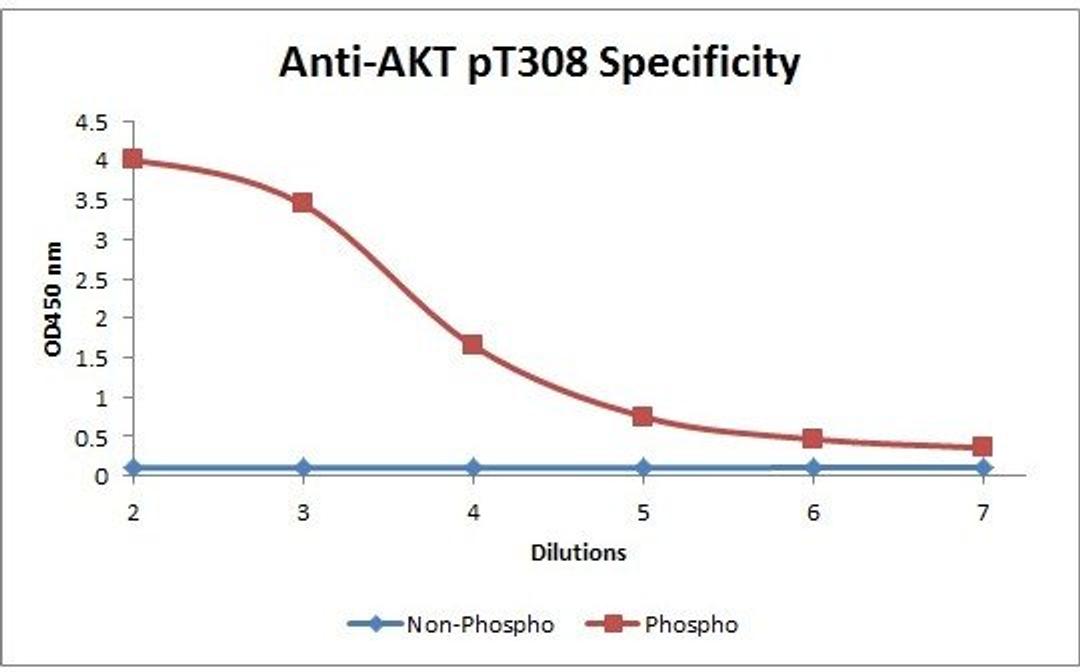 Line graph illustrates about the Ag-Ab reactions using different concentrations of antigen and serial dilutions of using AKT pT308 antibody (Biotin)