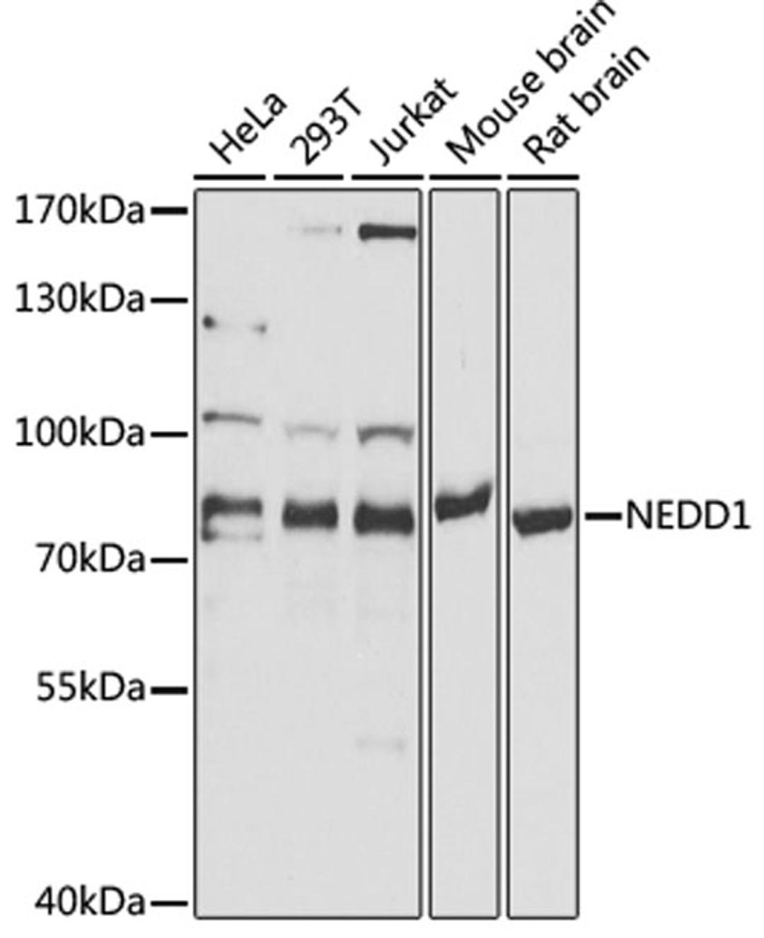 Western blot - NEDD1 antibody (A5128)