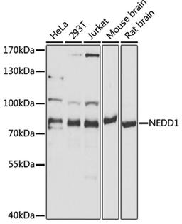 Western blot - NEDD1 antibody (A5128)