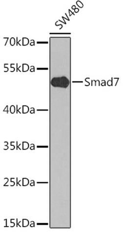 Western blot - Smad7 antibody (A1051)