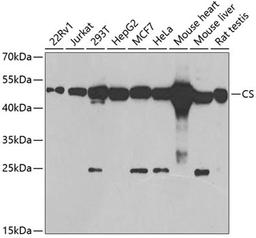 Western blot - CS antibody (A5713)