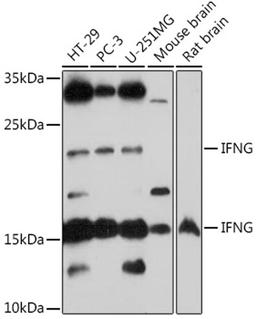 Western blot - IFNG antibody (A12450)