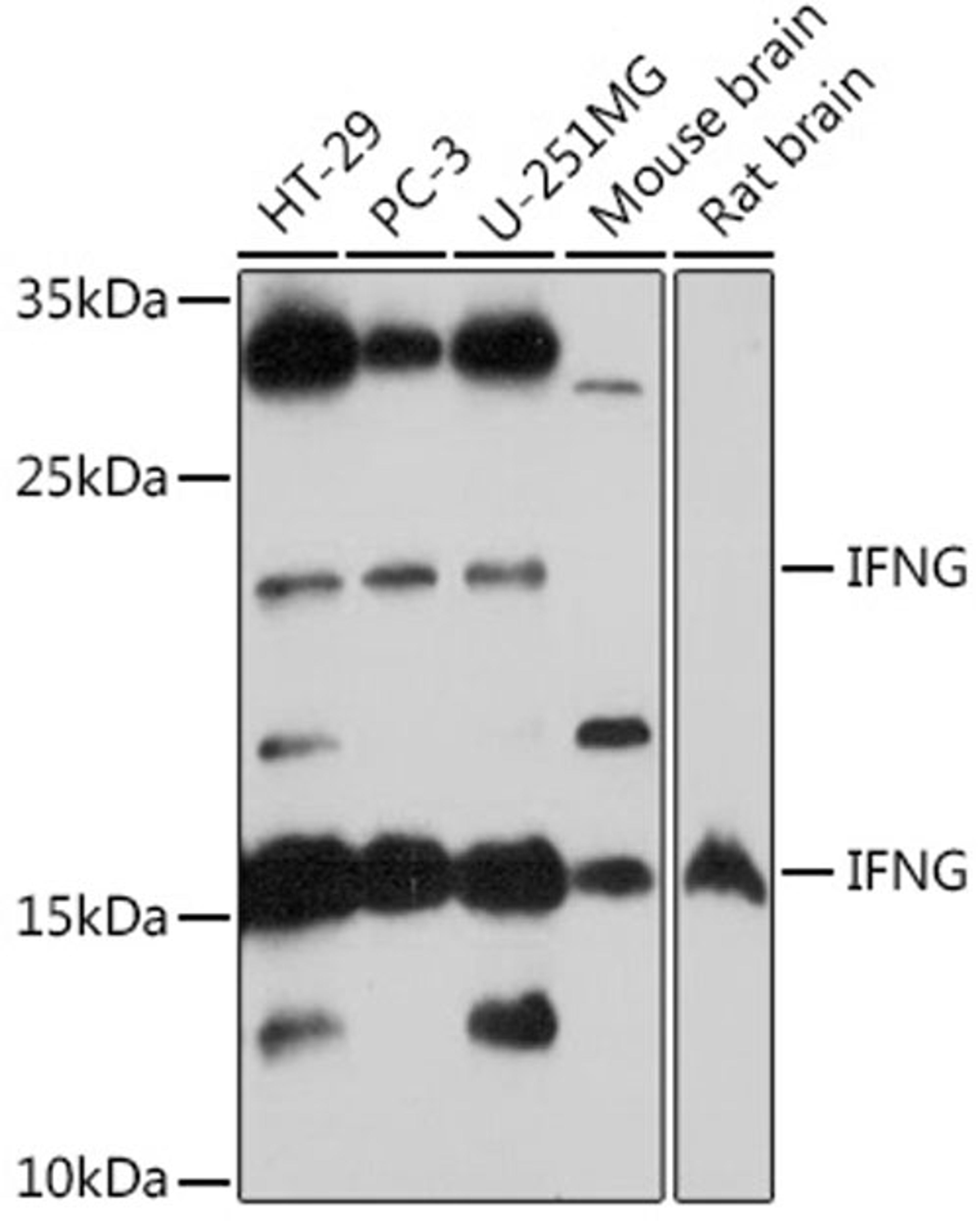 Western blot - IFNG antibody (A12450)