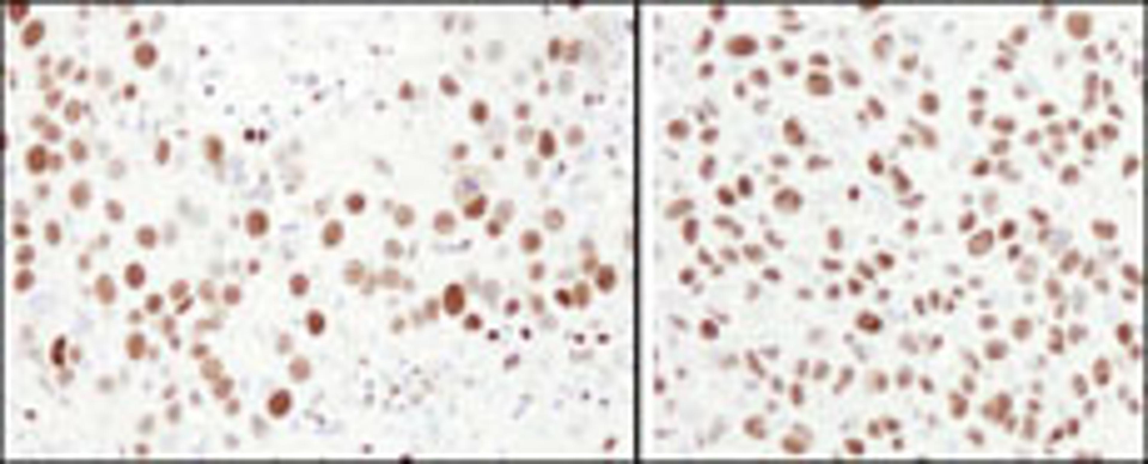 Detection of human and mouse MCM6 by immunohistochemistry.