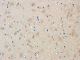 Immunohistochemical staining of mouse brain tissue using LRIG1 antibody (2.5 ug/ml)