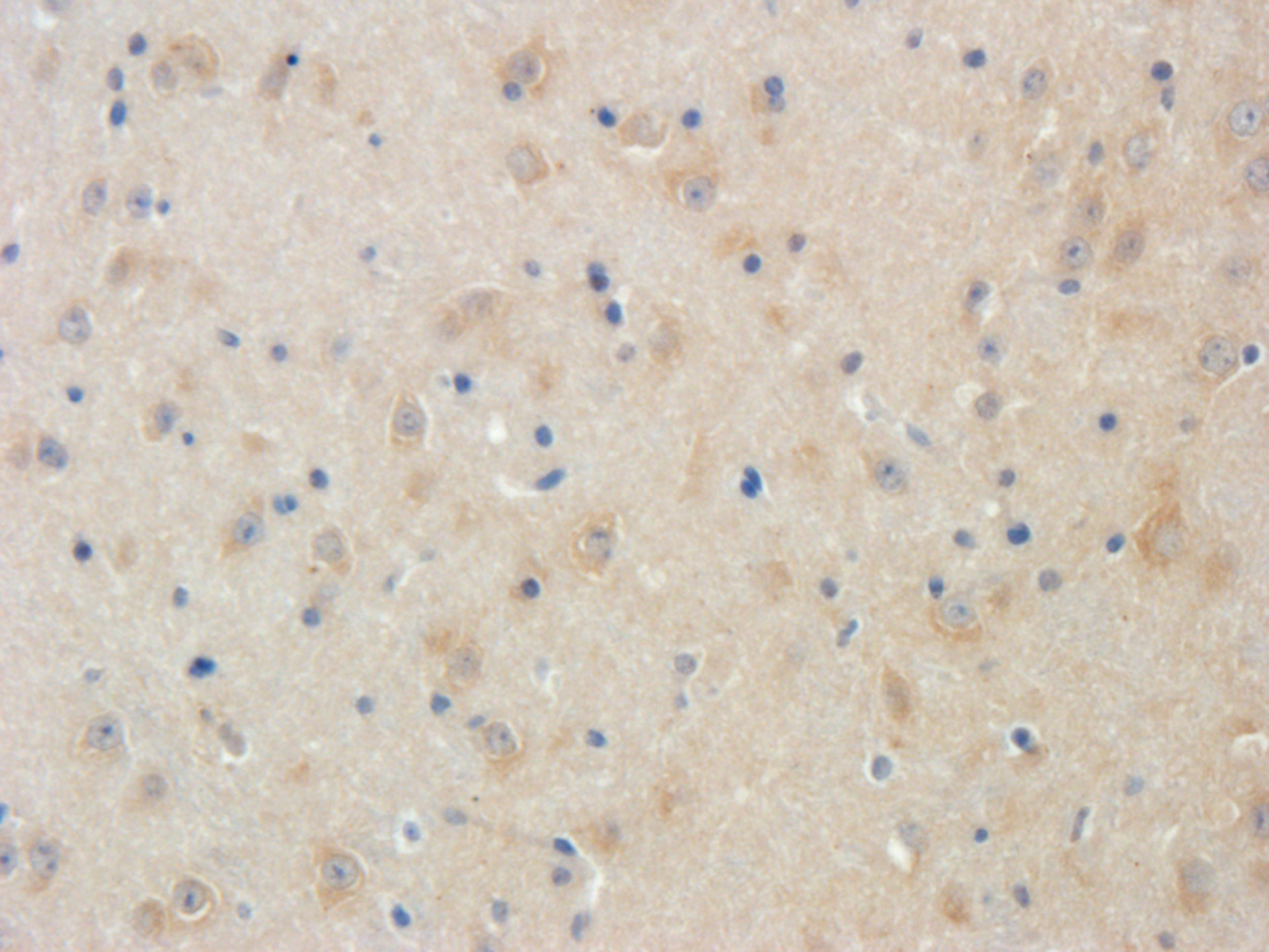 Immunohistochemical staining of mouse brain tissue using LRIG1 antibody (2.5 ug/ml)