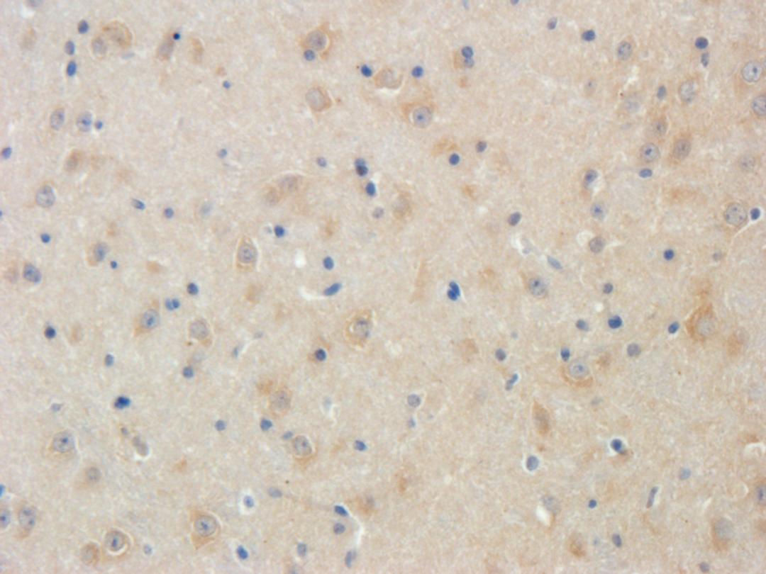 Immunohistochemical staining of mouse brain tissue using LRIG1 antibody (2.5 ug/ml)