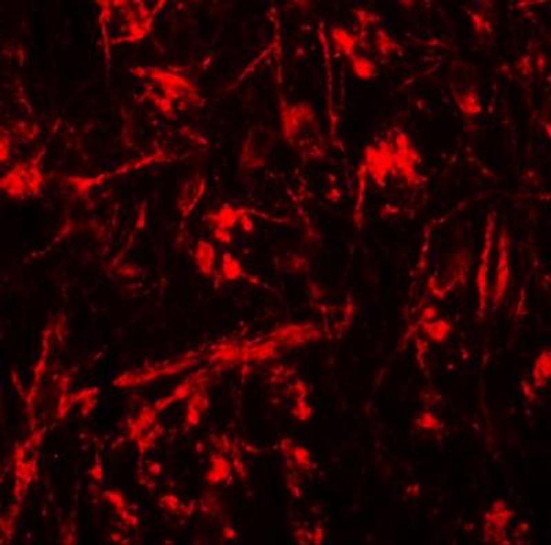 Immunocytochemistry/Immunofluorescence: ORMDL1 Antibody [NBP1-76577] - Immunofluorescence of ORMDL1 in mouse brain tissue with ORMDL1 antibody at 20 ug/mL.